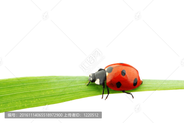 瓢蟲在草
