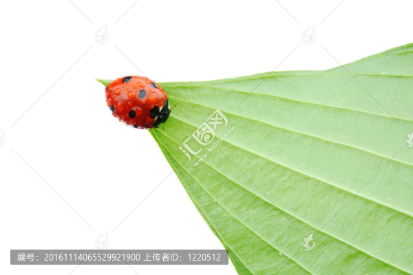 瓢蟲(chóng)在葉