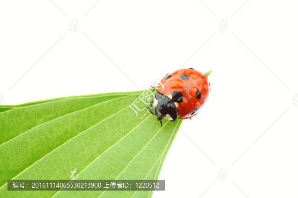 瓢蟲在葉