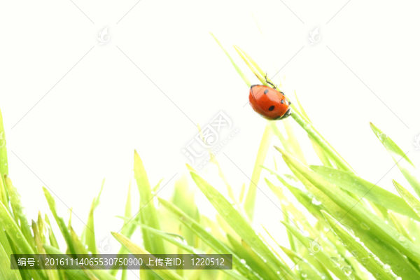 瓢蟲在草