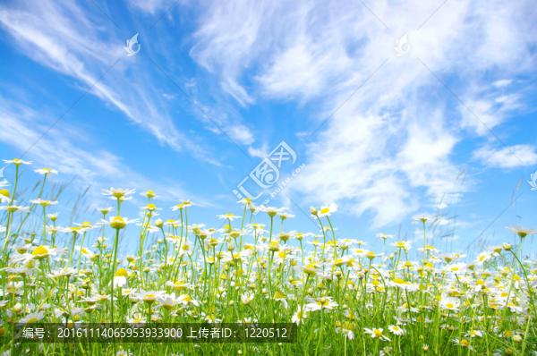 白色的雛菊