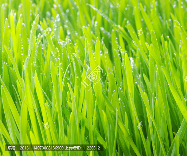 綠色的草坪