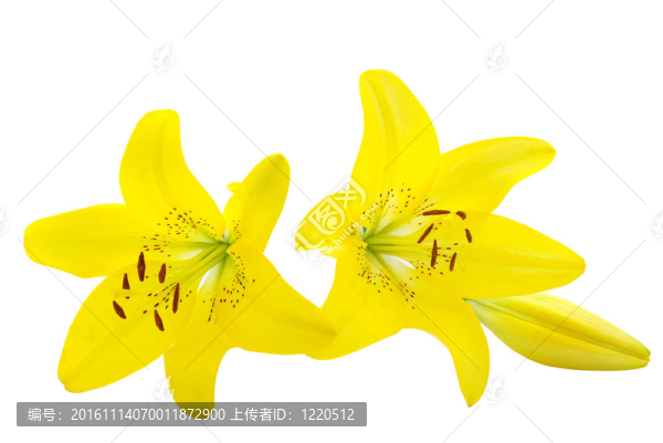 黃色的百合