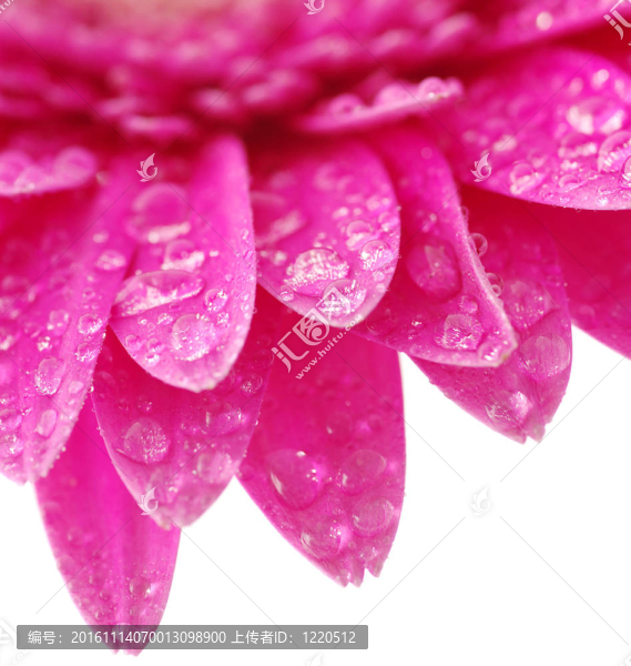 太陽花