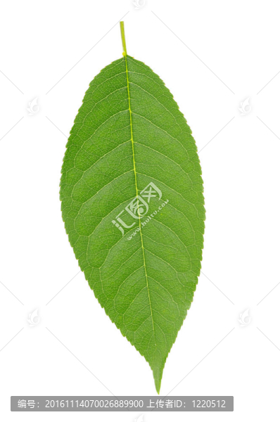 綠色的葉子