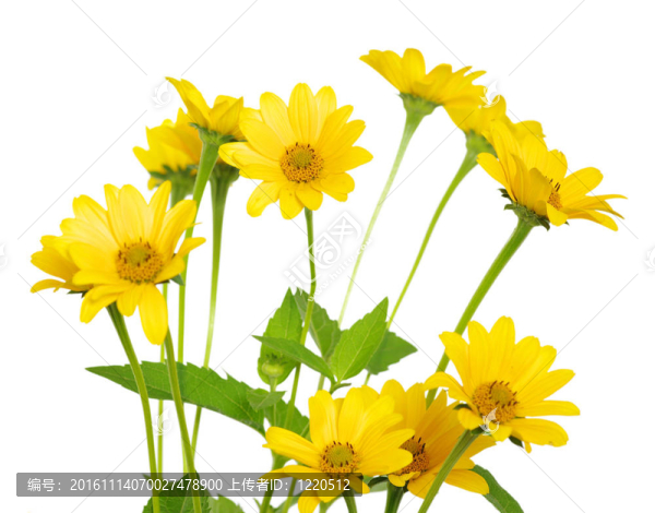 黃色的雛菊