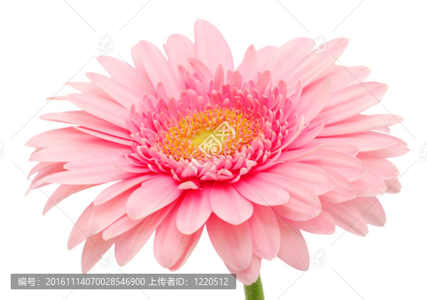 粉色非洲菊