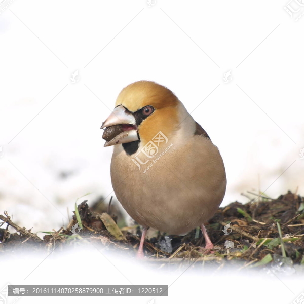 Hawfinch；Coccothraustes