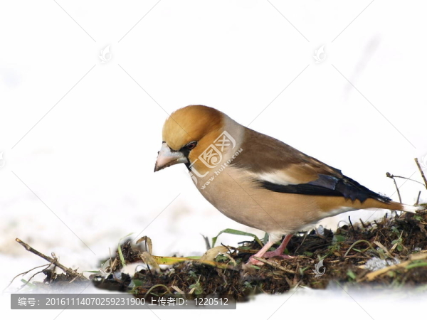 Hawfinch；Coccothraustes
