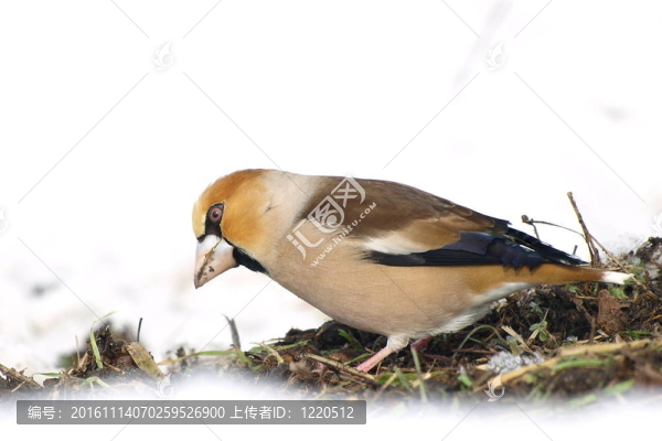 Hawfinch；Coccothraustes