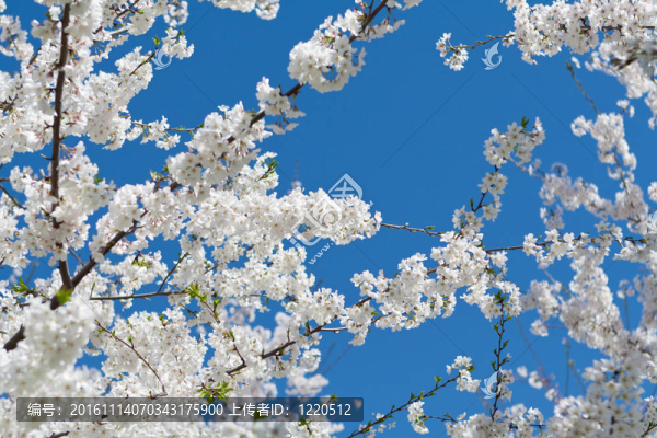 日本櫻花樹(shù)