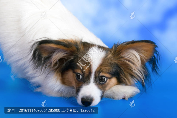 年輕的蝴蝶
