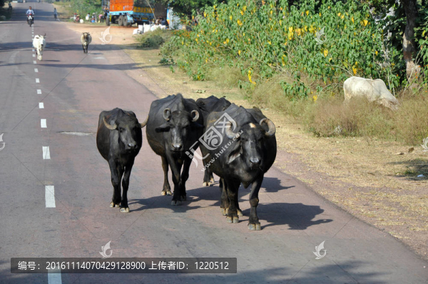 印度農村的奶牛