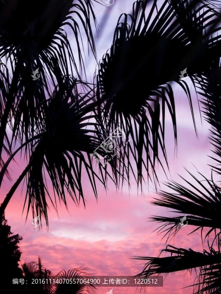 手掌在黑暗的夕陽