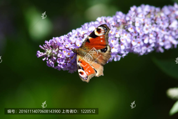 蝴蝶花