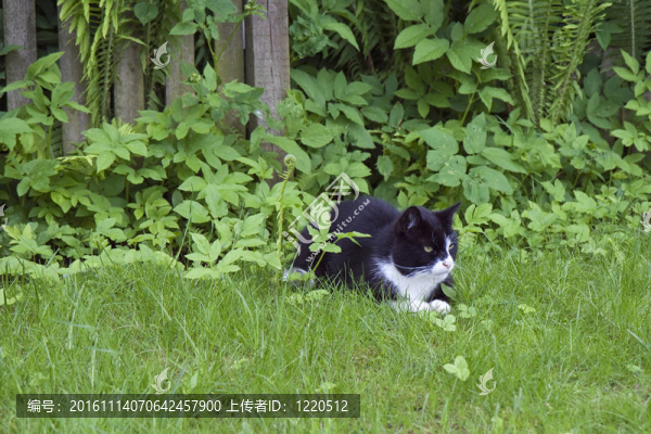 草中的貓
