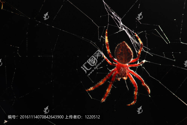 綠色球體蜘蛛