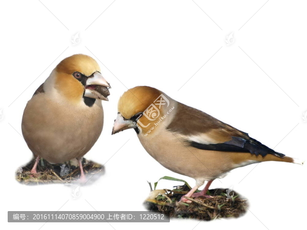 Hawfinch；Coccothraustes