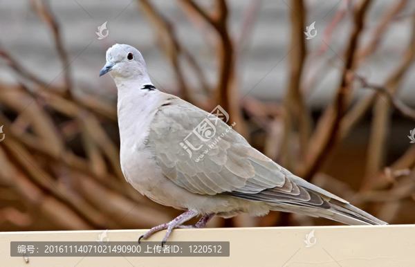 灰斑鳩1