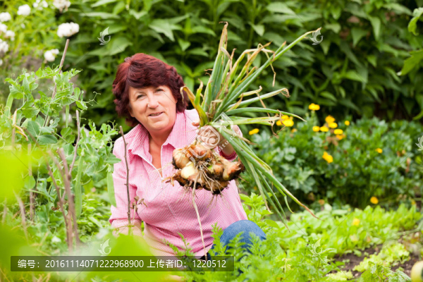 女人在花園里收獲洋蔥