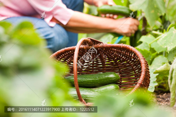 在她的花園里收獲黃瓜的女人