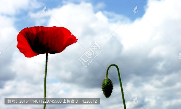 紅popply對多云的藍天