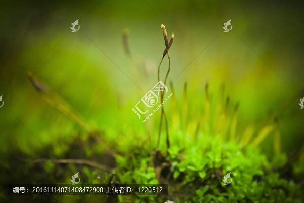 苔蘚