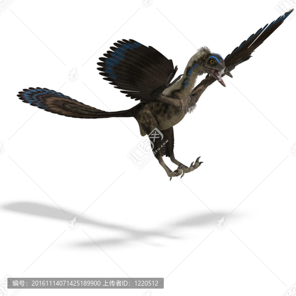 Dinosaur,Archaeopteryx。3D渲染與剪輯路徑和陰影超過白色