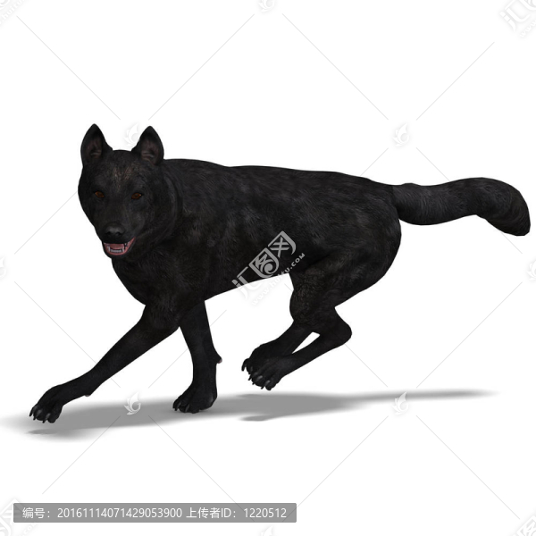 Black,Wolf。3D渲染與剪輯路徑和陰影超過(guò)白色