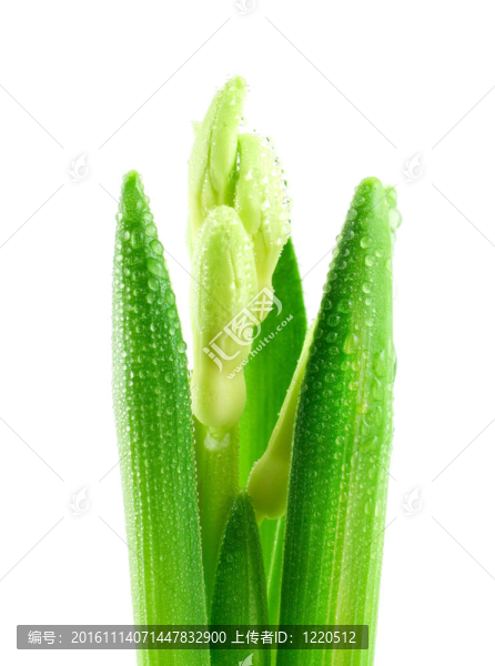 白色的花