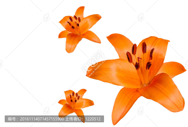 百合花象征