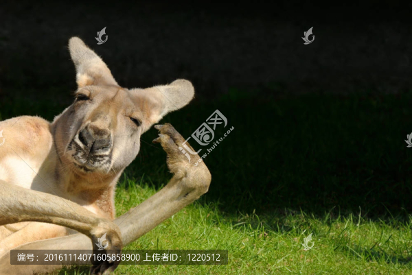 袋鼠在熱鬧的姿勢