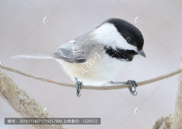 黑頂山雀