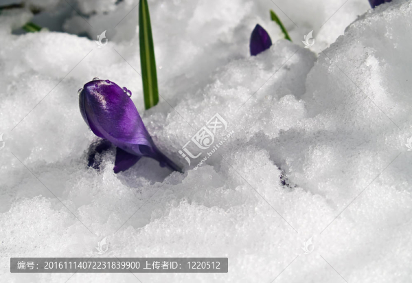 紫番紅花穿過春天的雪