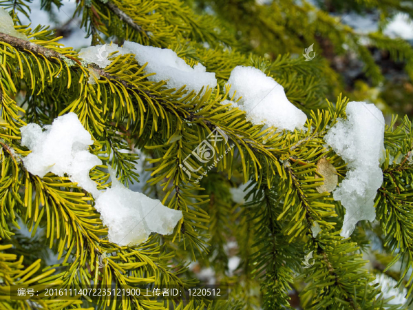 白雪覆蓋的松樹枝特寫
