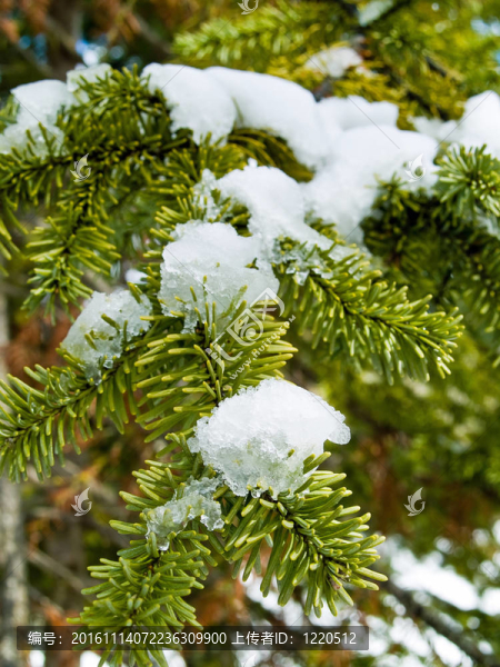 白雪覆蓋的松樹枝特寫