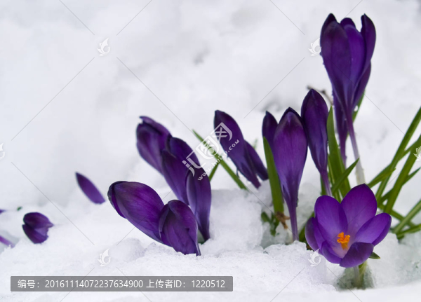 紫番紅花穿過(guò)春天的雪