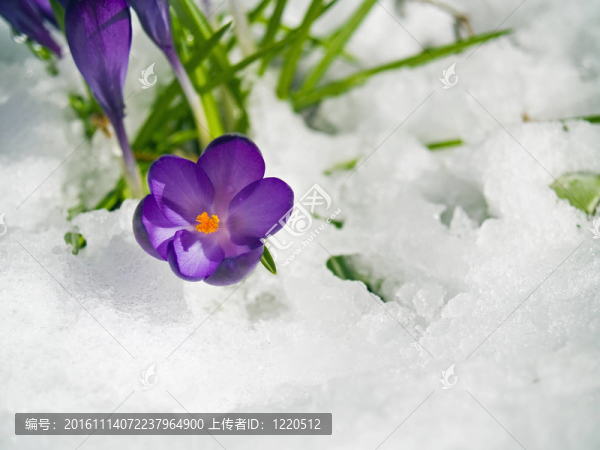 紫番紅花穿過春天的雪