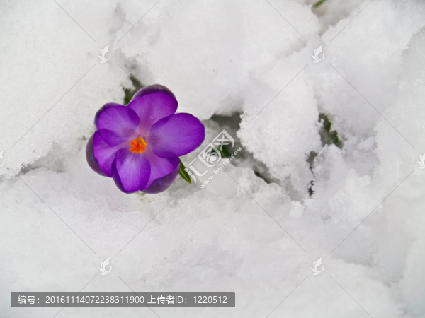 紫番紅花穿過春天的雪