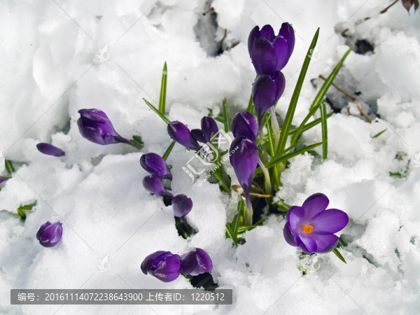紫番紅花穿過春天的雪