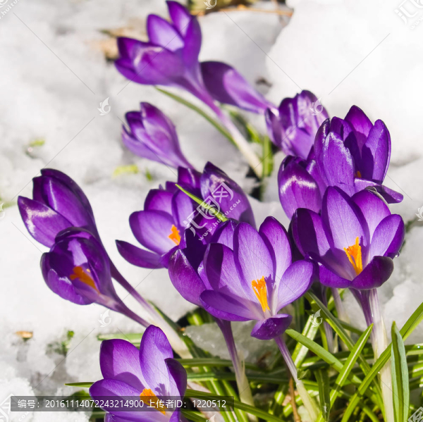 紫番紅花穿過(guò)春天的雪