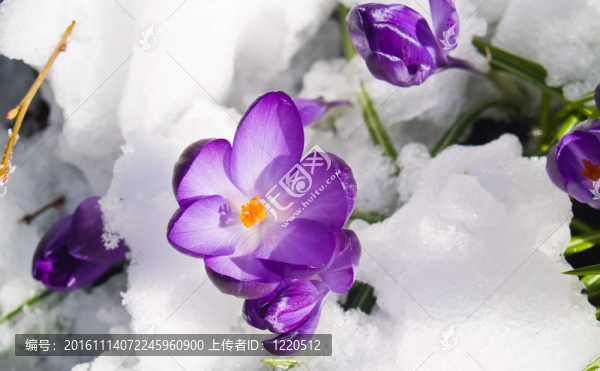 紫番紅花穿過春天的雪