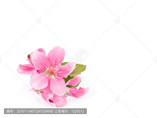 White上明亮的粉紅色叢生的樹花