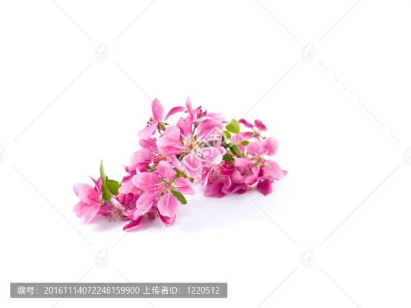 White上明亮的粉紅色叢生的樹花