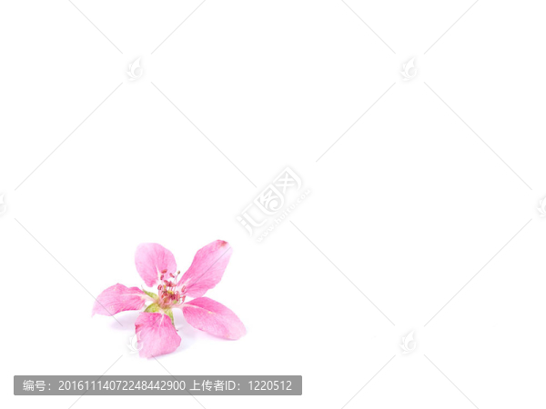 White上明亮的粉紅色叢生的樹花