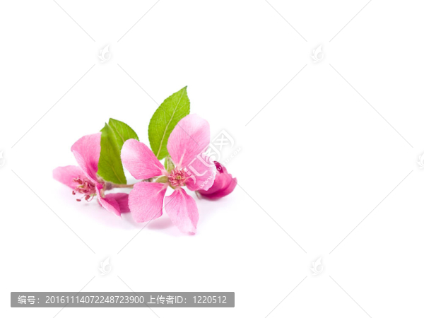 White上明亮的粉紅色叢生的樹花