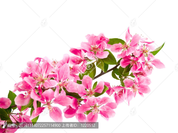 White上明亮的粉紅色叢生的樹花
