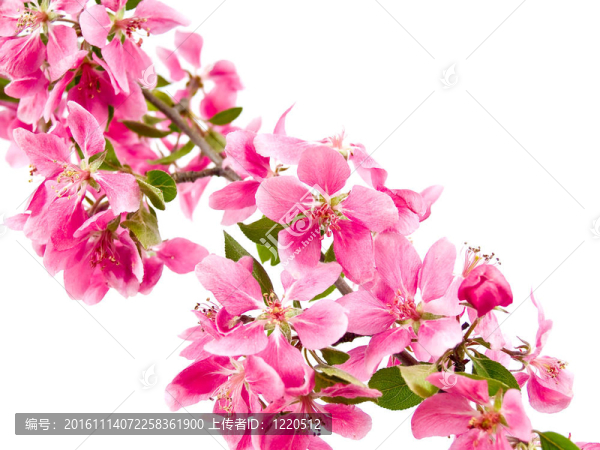 White上明亮的粉紅色叢生的樹(shù)花