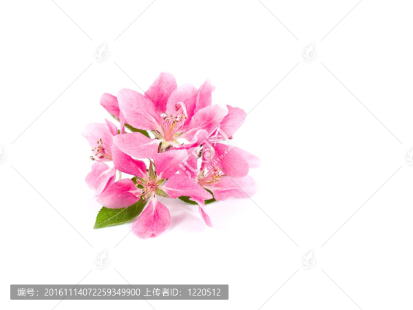 White上明亮的粉紅色叢生的樹花