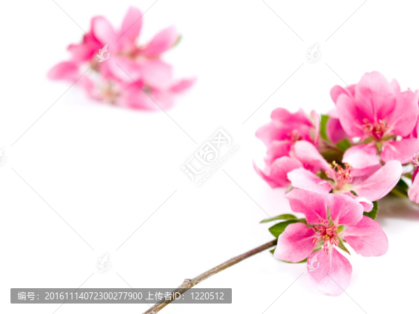 White上明亮的粉紅色叢生的樹花
